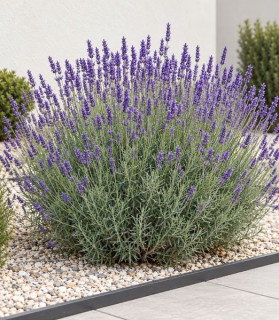 Lavandula × intermedia 'Grosso'